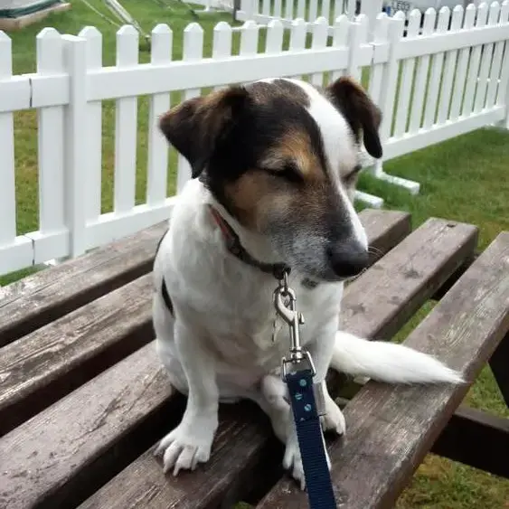 Jack Russell Terrier