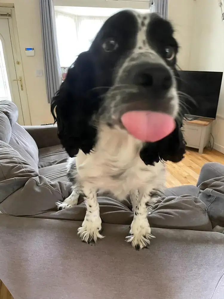 Cocker Spaniel (English)