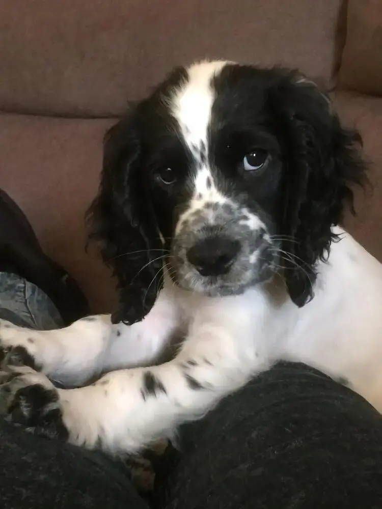 Cocker Spaniel (English)