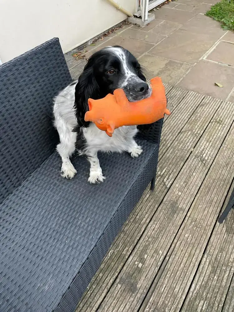 Cocker Spaniel (English)