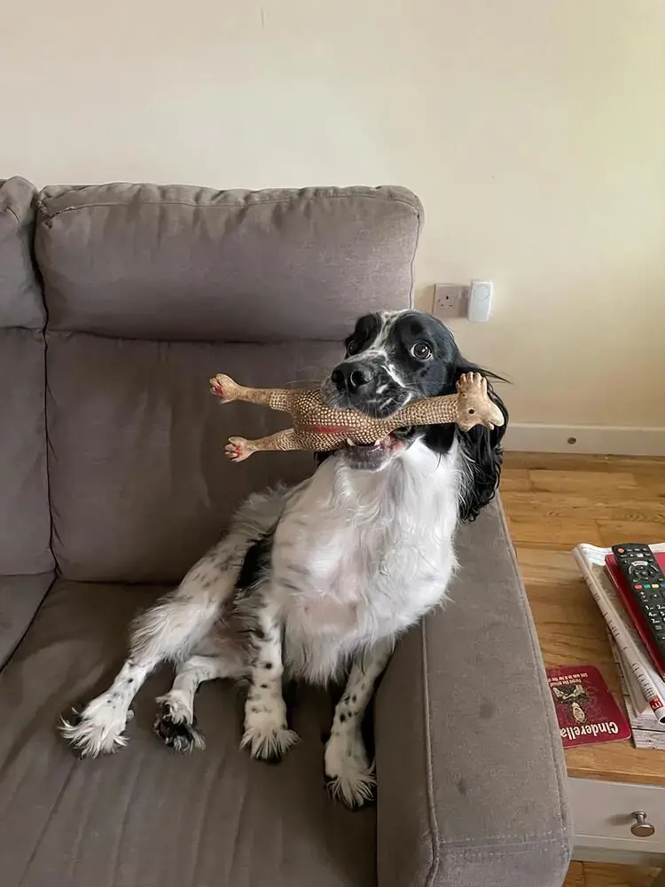 Cocker Spaniel (English)