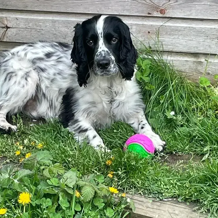 Cocker Spaniel (English)