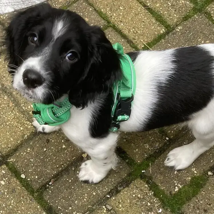 English Springer Spaniel