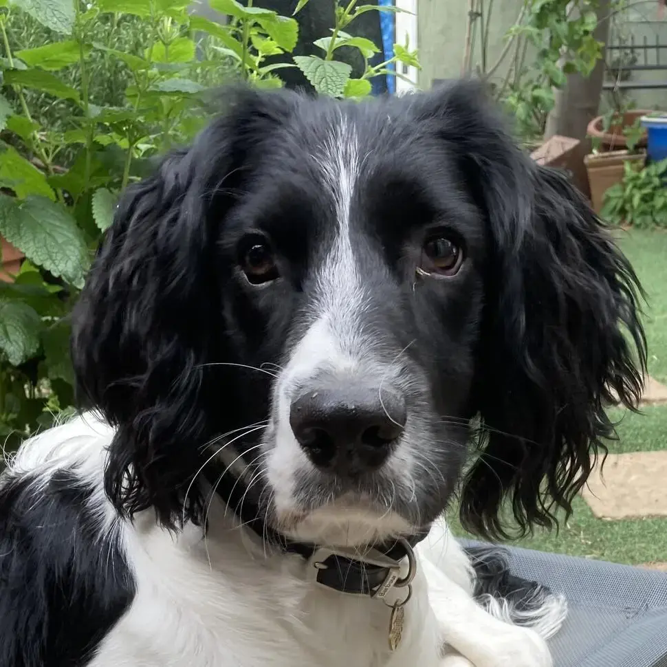 English Springer Spaniel