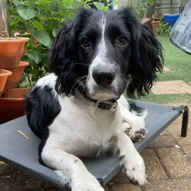 English Springer Spaniel