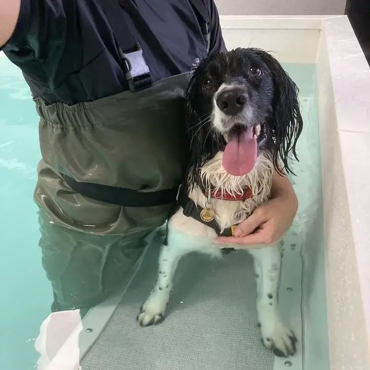 English Springer Spaniel