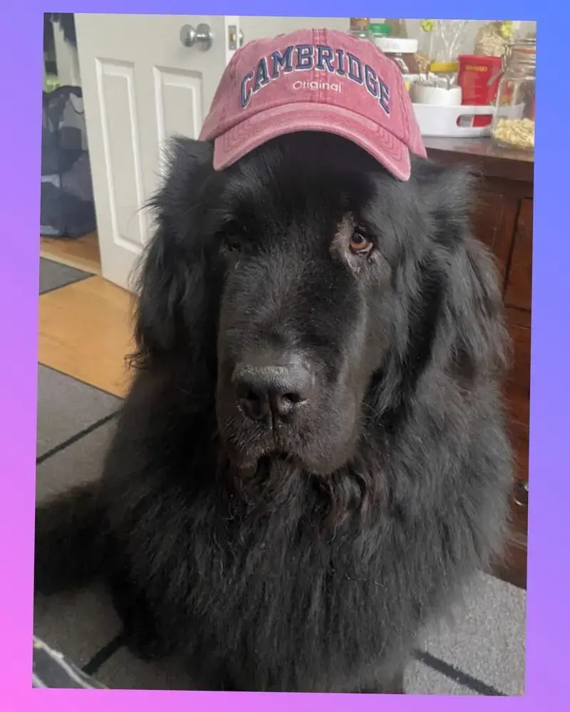 Newfoundland