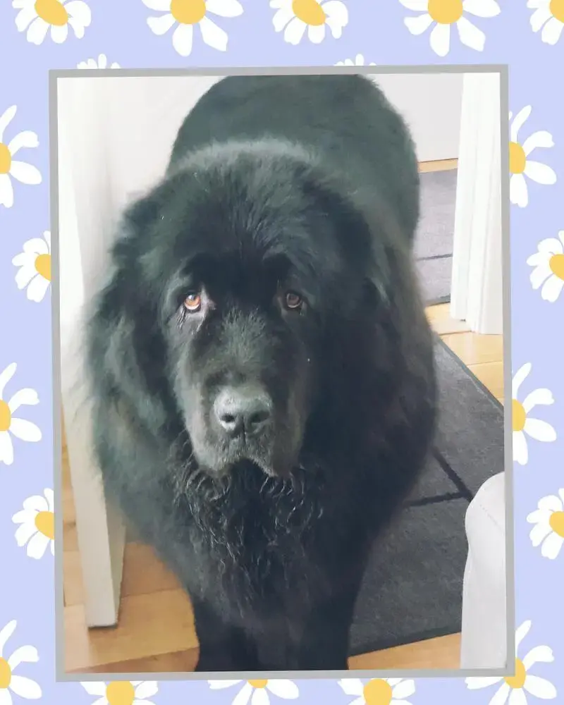 Newfoundland