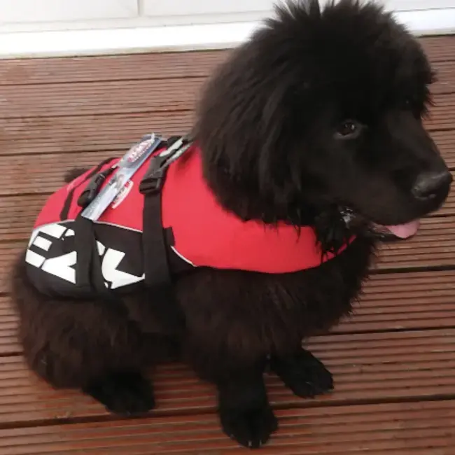 Newfoundland