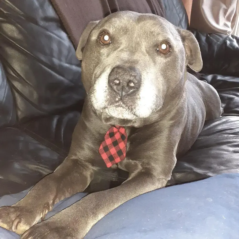 Staffordshire Bull Terrier