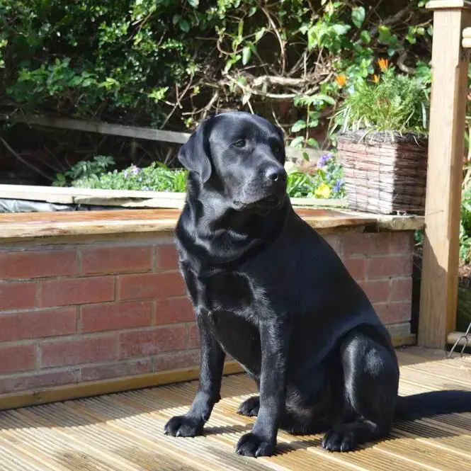 Labrador Retriever