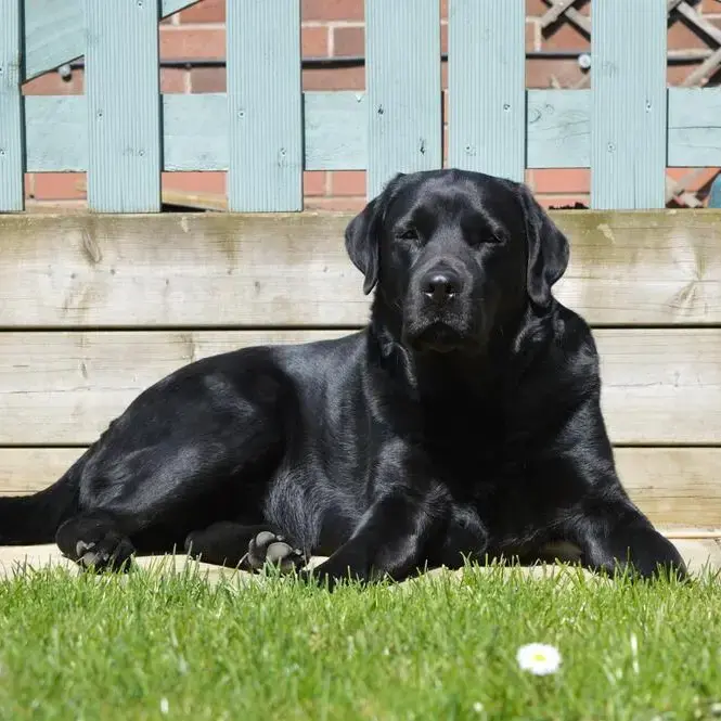 Labrador Retriever