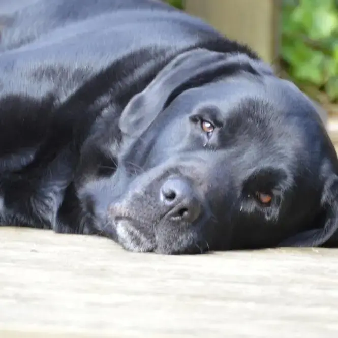 Labrador Retriever