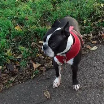 Boston Terrier