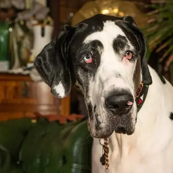 Great Dane