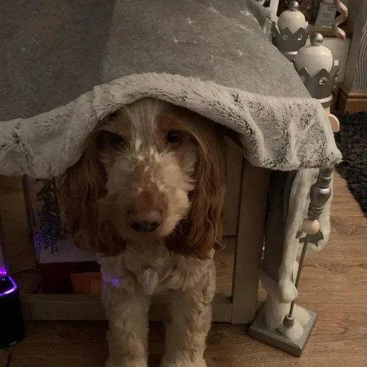 Cocker Spaniel (English)