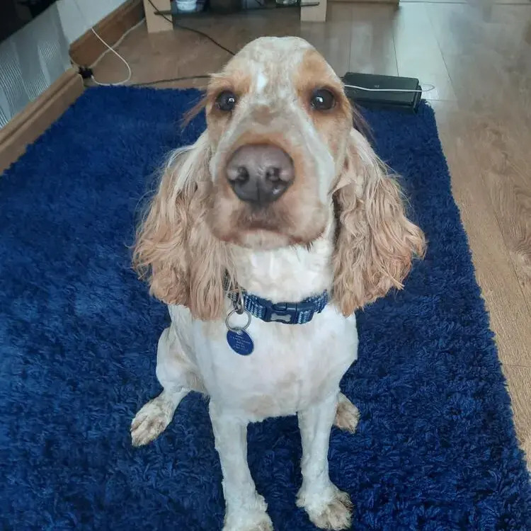 Cocker Spaniel (English)