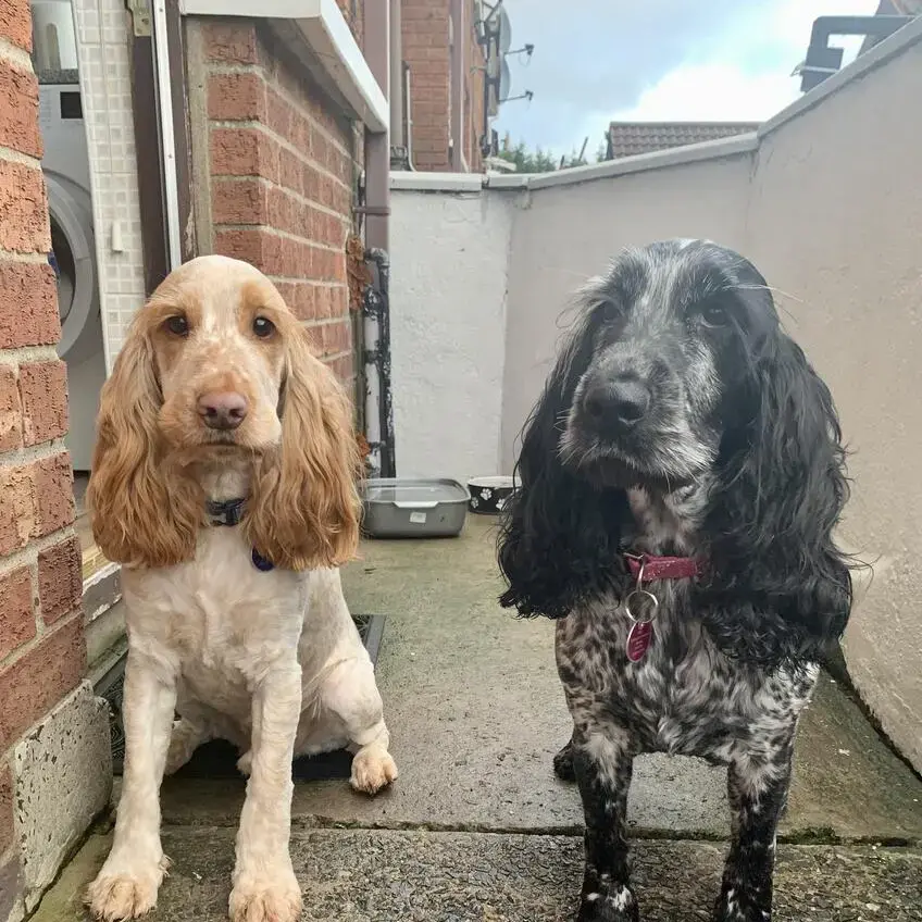 Cocker Spaniel (English)