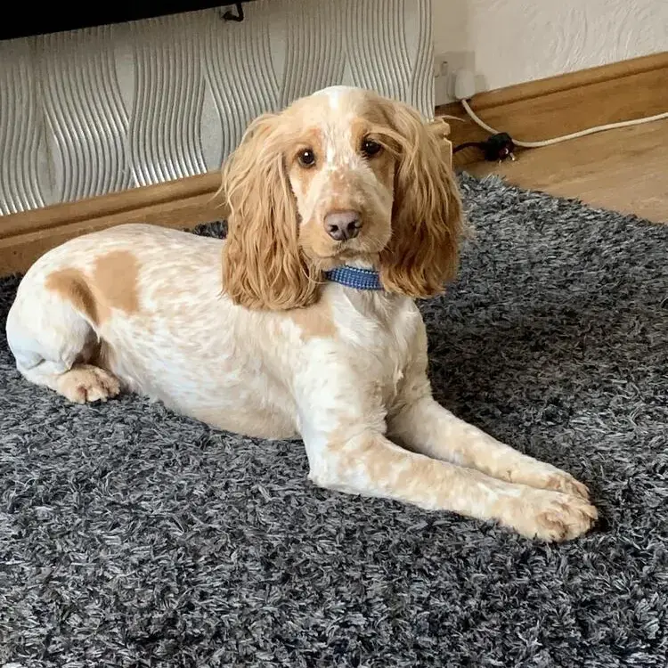 Cocker Spaniel (English)