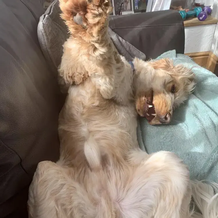 Cocker Spaniel (English)