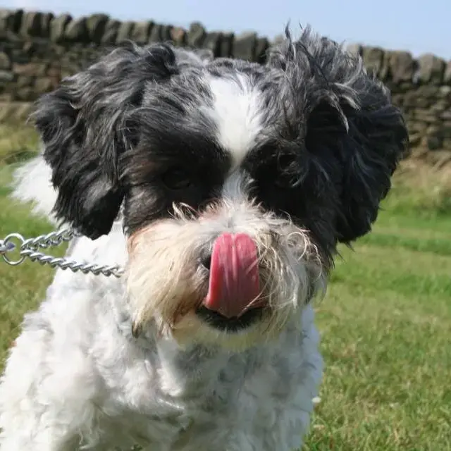 Shih Tzu