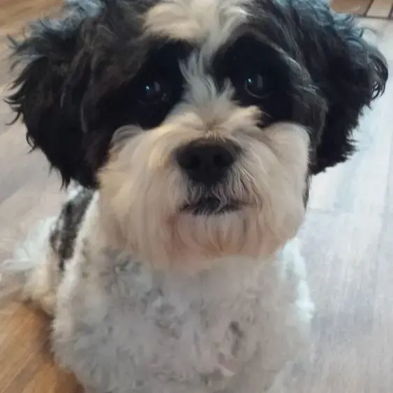 Shih Tzu