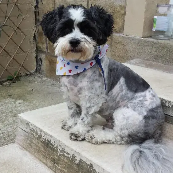 Shih Tzu