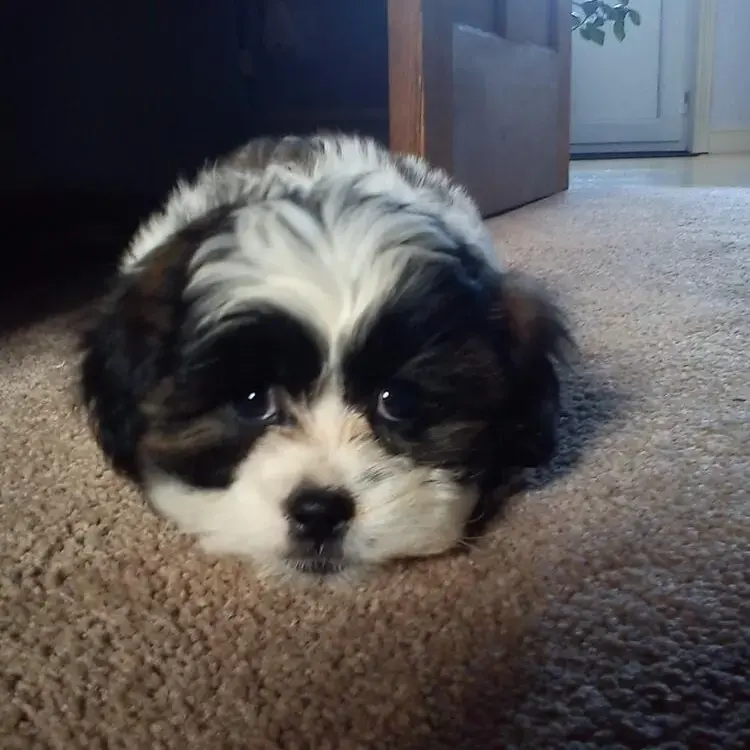 Shih Tzu