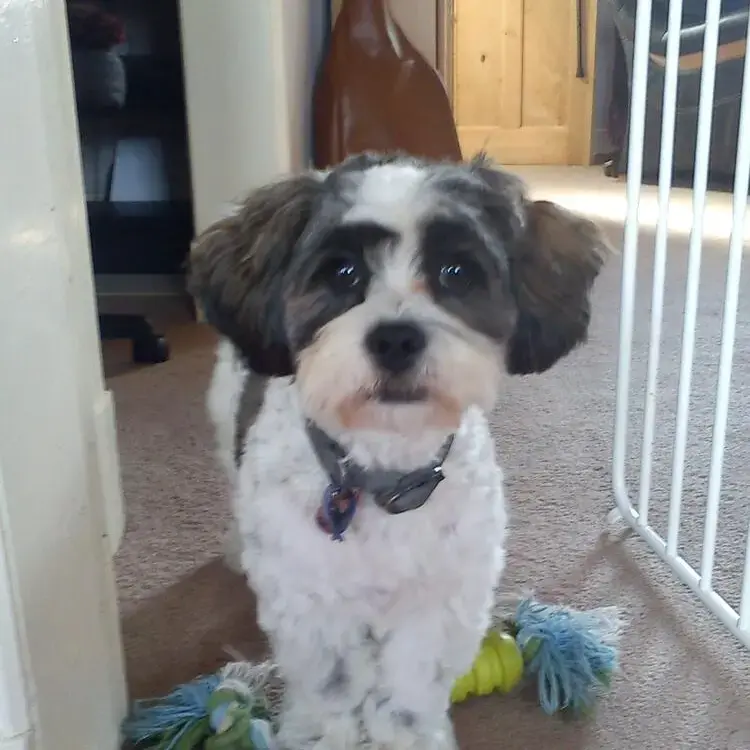 Shih Tzu
