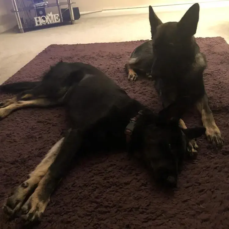 German Shepherd Dog
