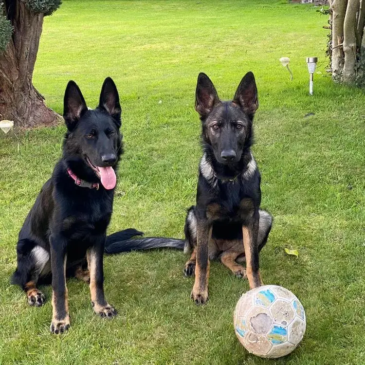 German Shepherd Dog