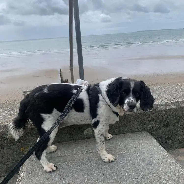 English Springer Spaniel