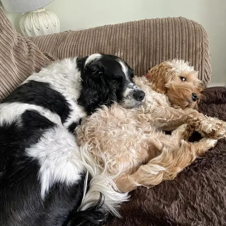 English Springer Spaniel
