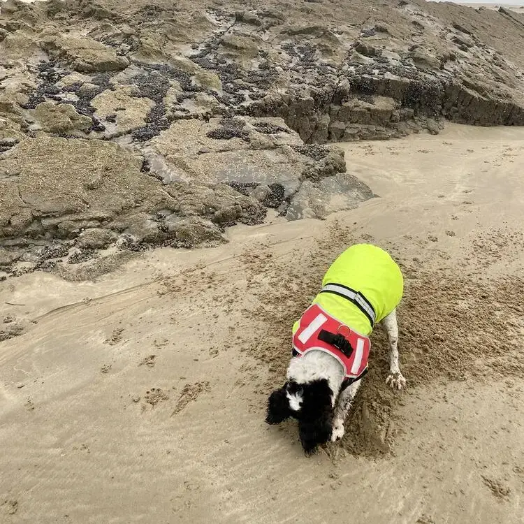 English Springer Spaniel