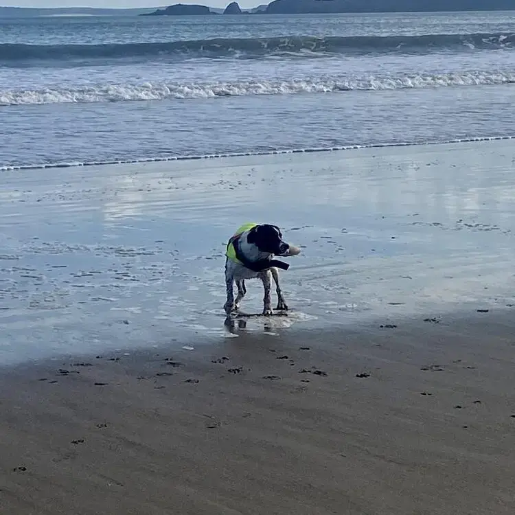 English Springer Spaniel