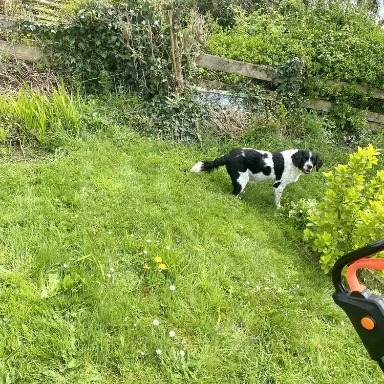 English Springer Spaniel