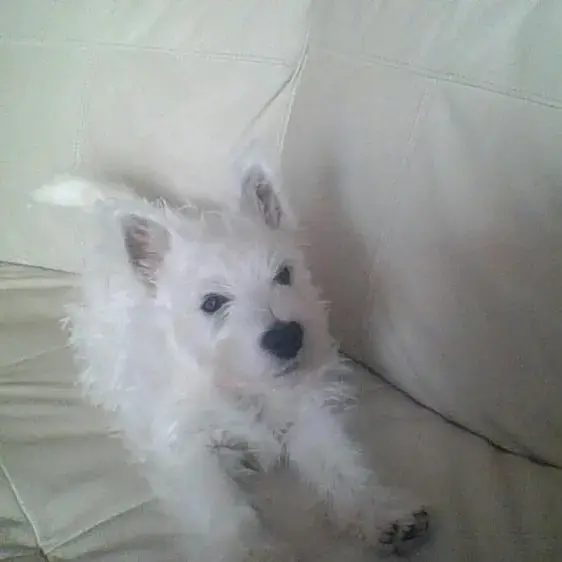 West Highland White Terrier