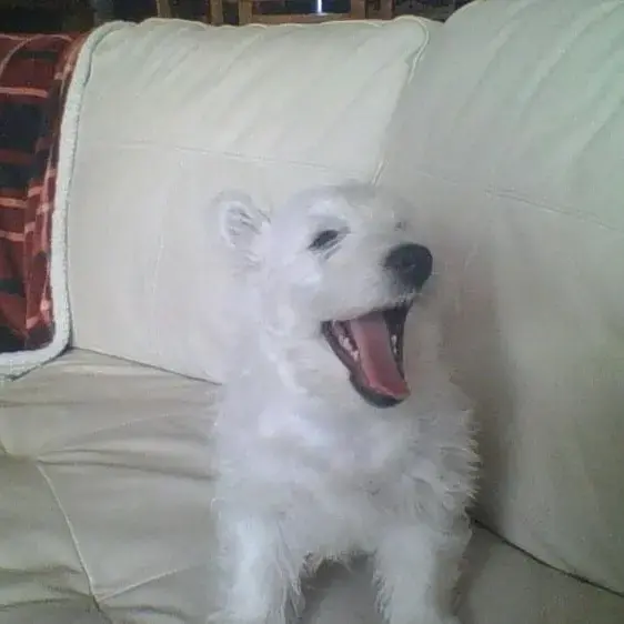 West Highland White Terrier