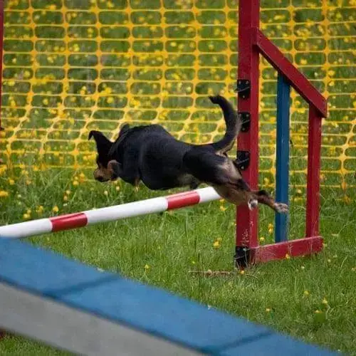 Miniature Pinscher