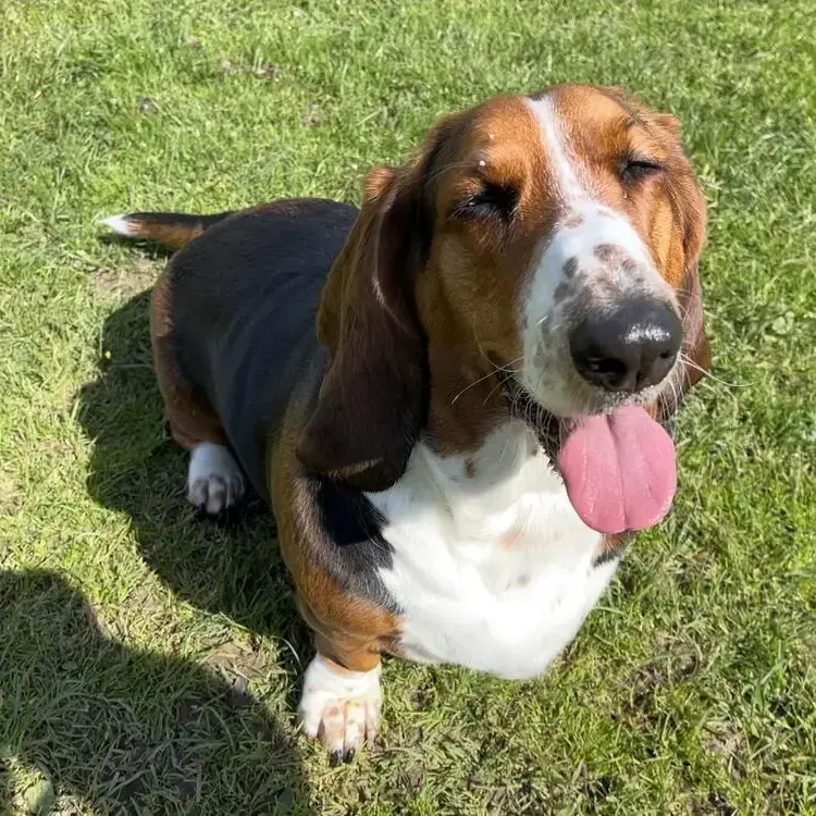 Basset Hound