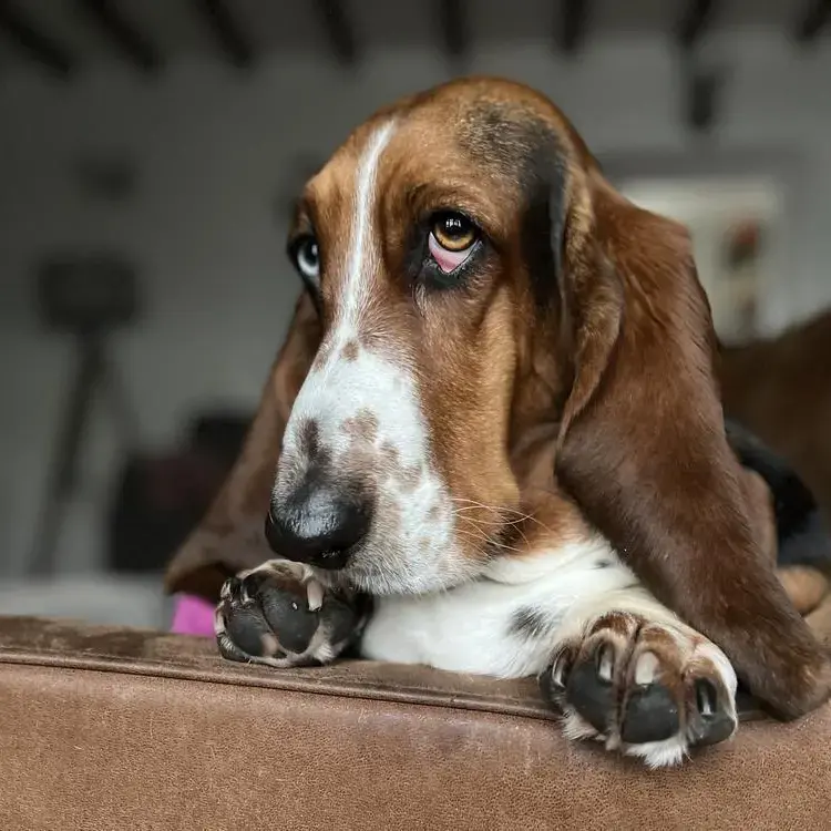 Basset Hound