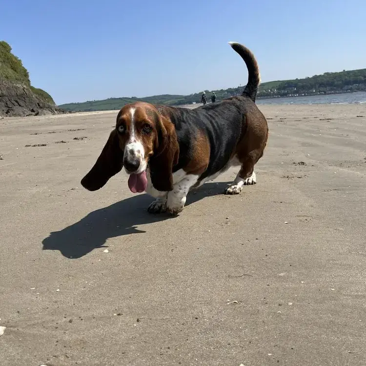 Basset Hound