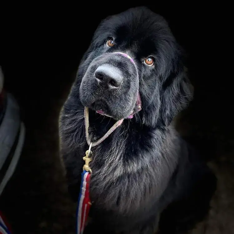 Newfoundland