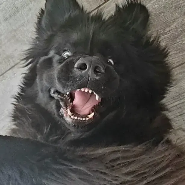 Newfoundland