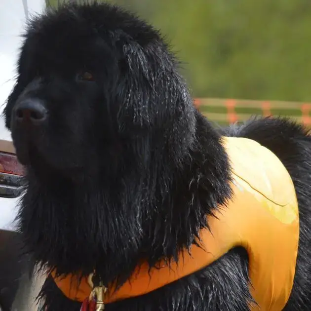 Newfoundland
