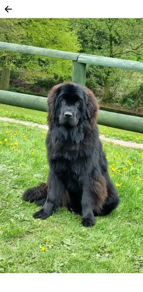 Newfoundland