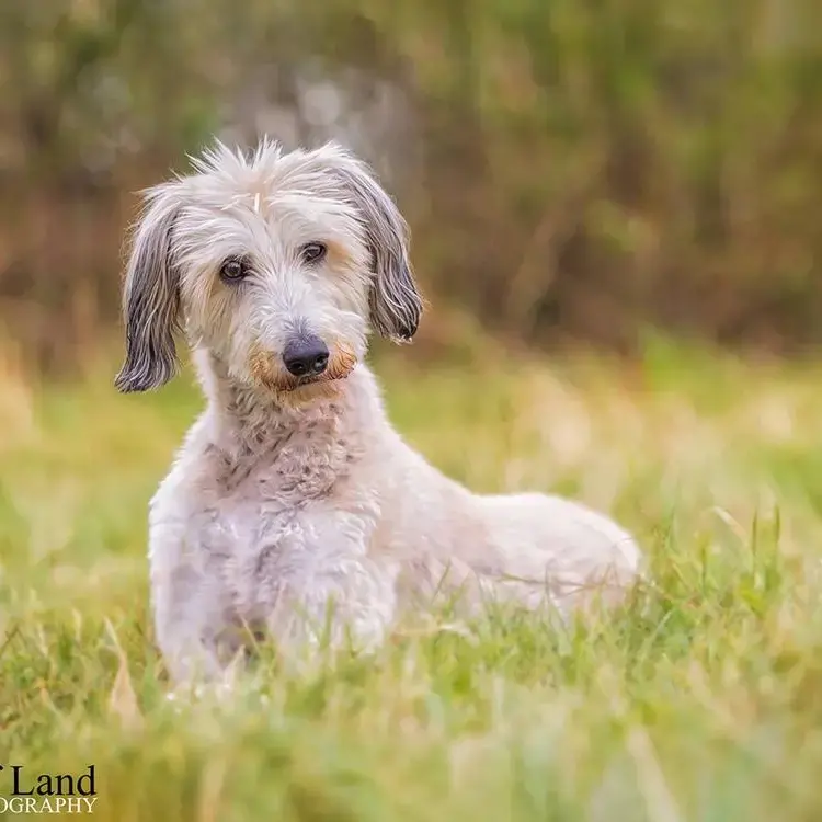 Lurcher