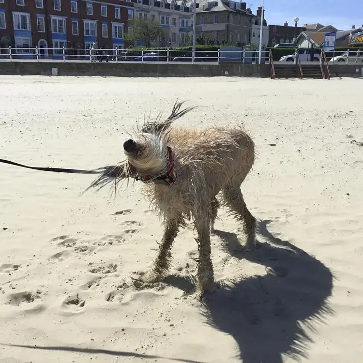 Lurcher