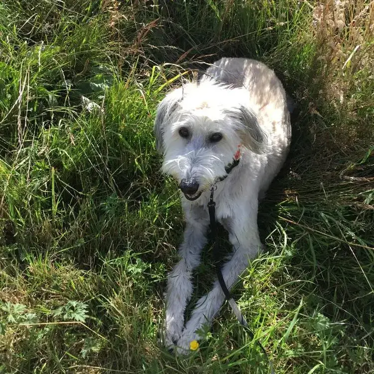 Lurcher