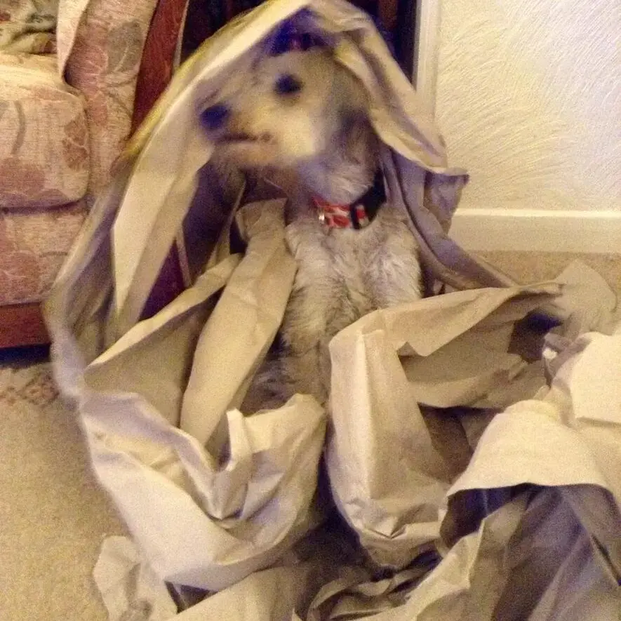 Lurcher